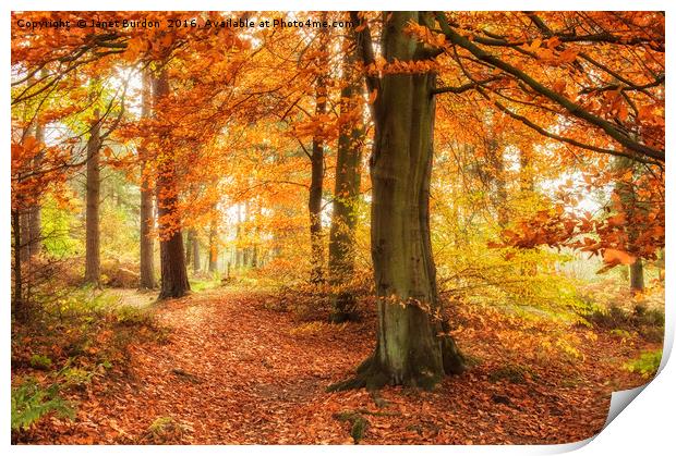 Autumn Woodland Print by Janet Burdon