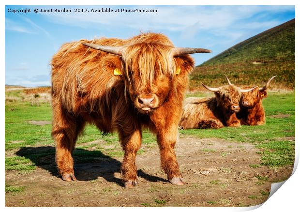 Curiosity Print by Janet Burdon