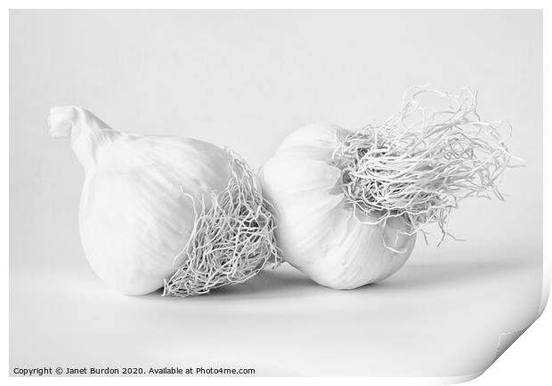Garlic Print by Janet Burdon