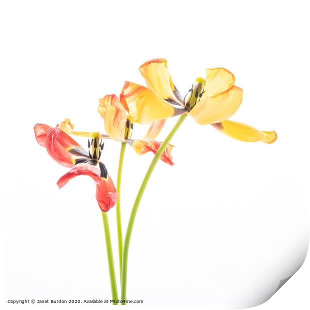 Tulip Trio Print by Janet Burdon