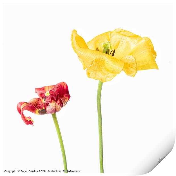 Red and Yellow Tulips Print by Janet Burdon