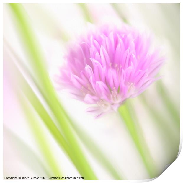 Chives Print by Janet Burdon