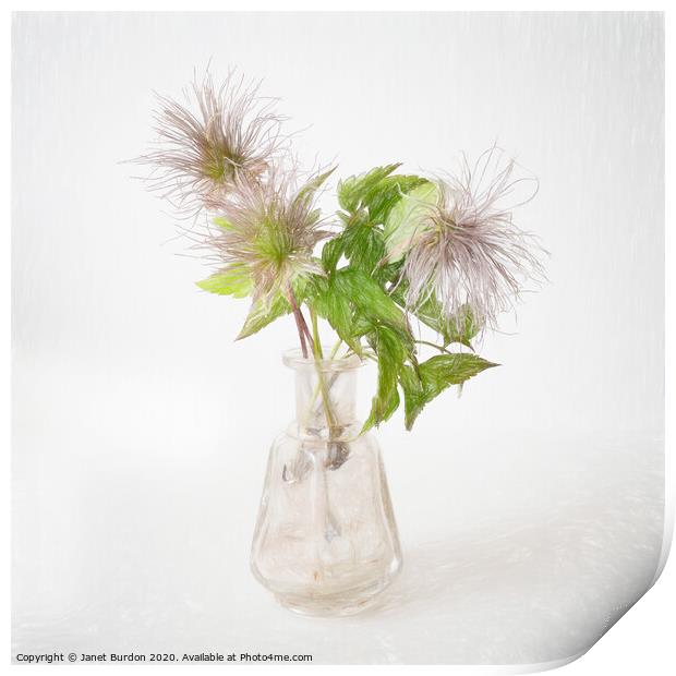 Clematis seed heads Print by Janet Burdon