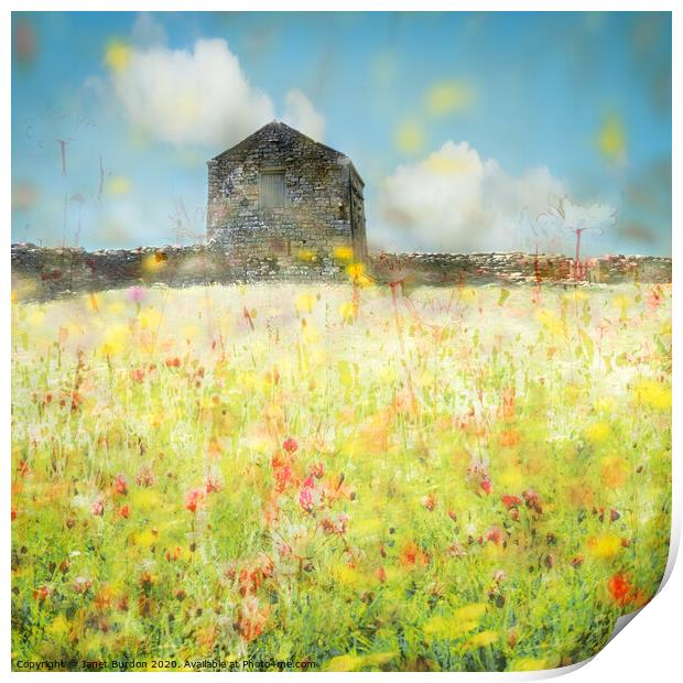 Swaledale Meadow 1 Print by Janet Burdon