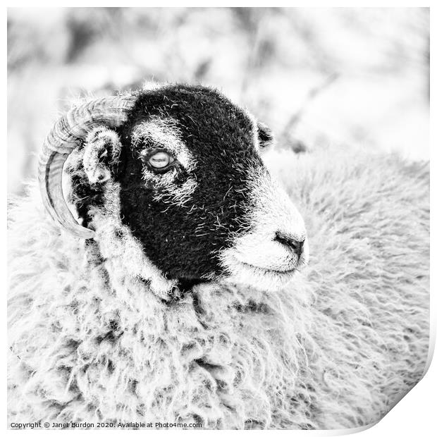 Swaledale Ewe #2 Print by Janet Burdon