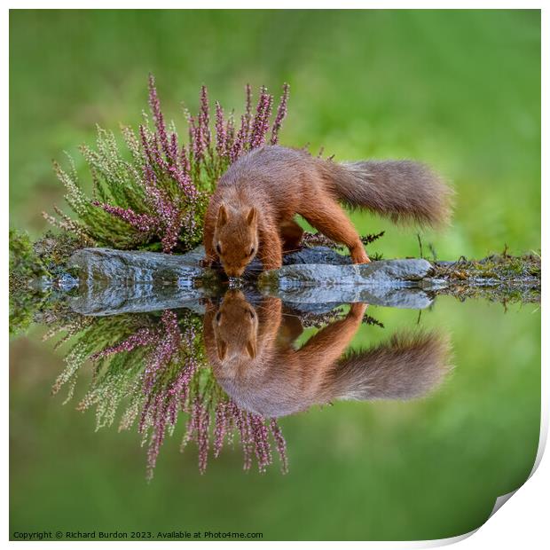 A Red Squirrel Drinking Print by Richard Burdon