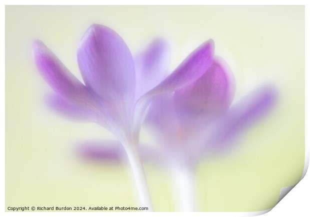 Crocus Print by Richard Burdon