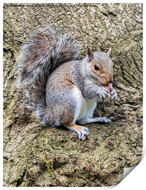  Grey Squirrel Feeding Print by Richard Burdon
