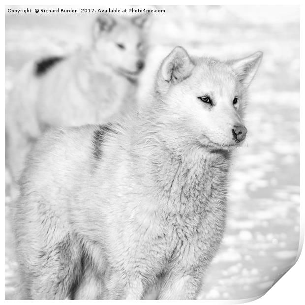 Greenlandic Dogs Print by Richard Burdon