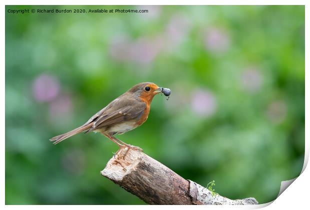 A Robin With Food Print by Richard Burdon