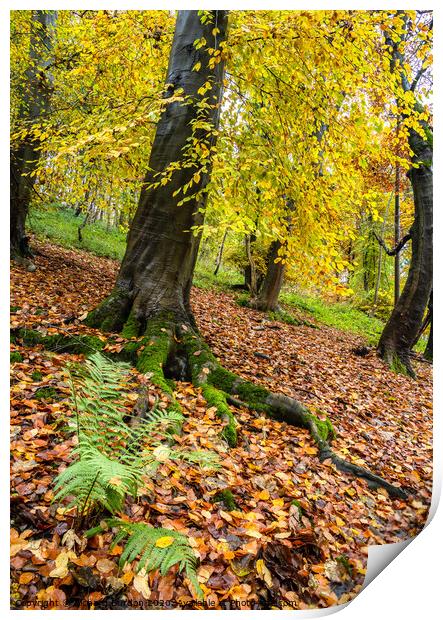 Autumn in Millington woods Print by Richard Burdon