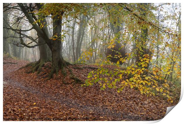 Autumn Ramble Print by Richard Burdon