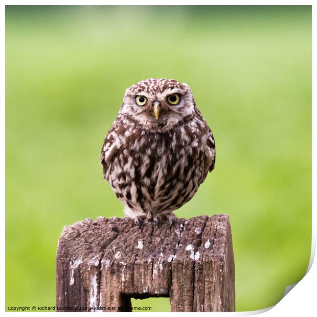 Little Owl Print by Richard Burdon