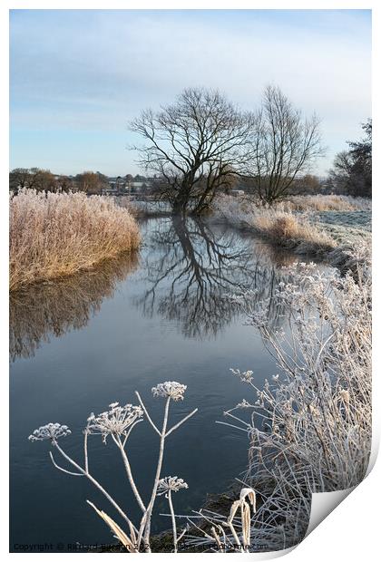 Frosted Cow Parsley Print by Richard Burdon