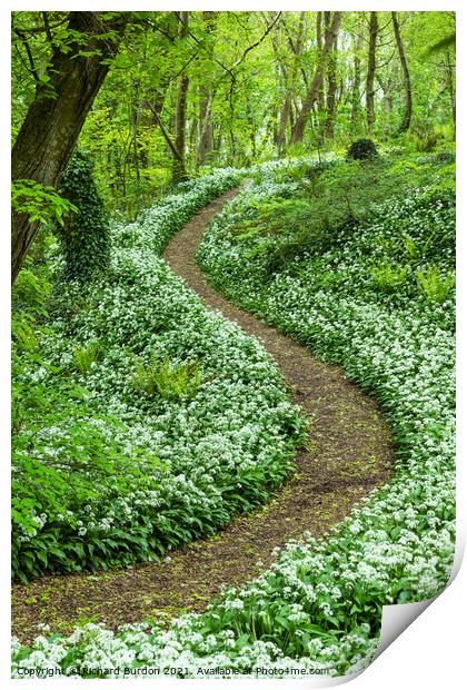 Wild Garlic In Henlly's Woods Beaumaris Print by Richard Burdon