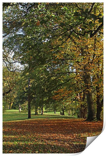  Autumn in the Park Print by Paul White