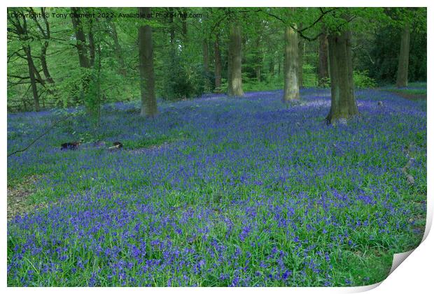 Blue Bells Print by Tony Clement