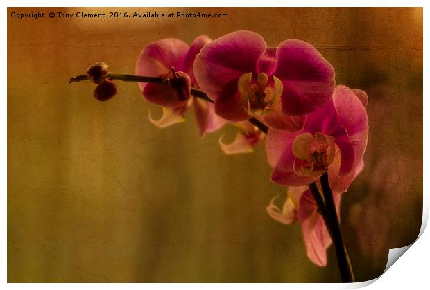 Orchid Print by Tony Clement