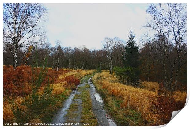 Path in the clearing Print by Radka  Myslikova