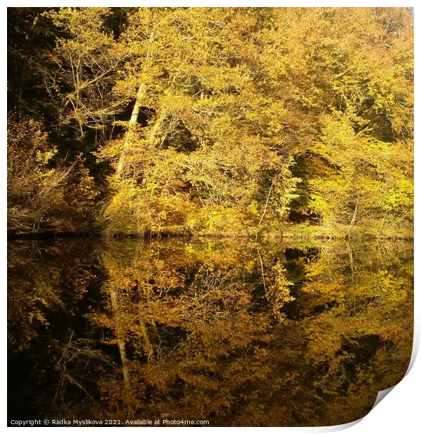 Tree Reflexion in the River Print by Radka  Myslikova