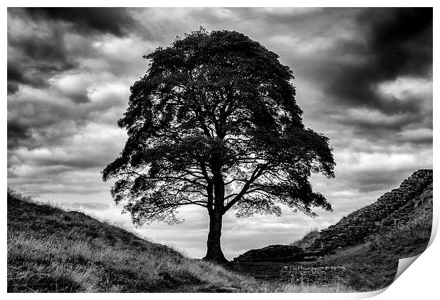  Sycamore Gap Print by mark dodd