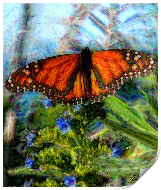 Pacific Grove Butterfly Print by Tyler  Crocker