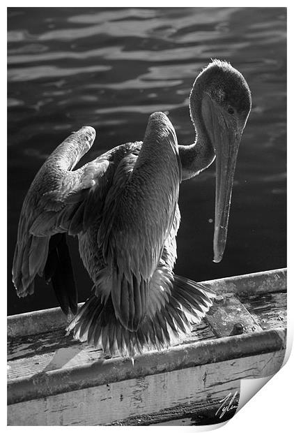 Pelican Print by Tyler  Crocker