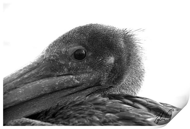Pelican (close up) Print by Tyler  Crocker