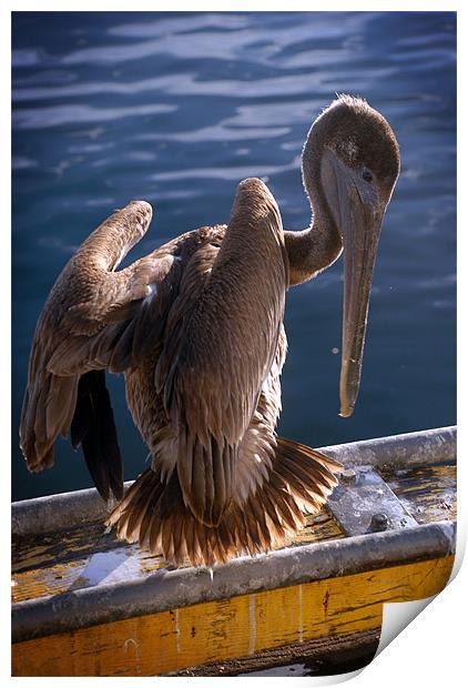 Pelican (color) Print by Tyler  Crocker