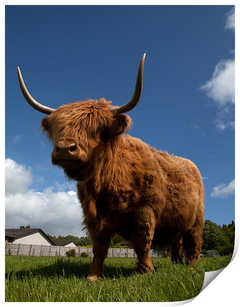 Highland cattle Print by Gail Johnson