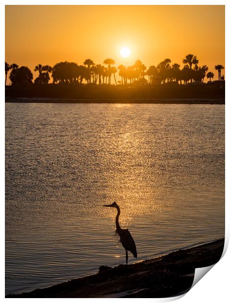 Blue Heron in the sunset  Print by Gail Johnson
