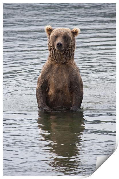 Alaskan Brown Bear Print by Gail Johnson