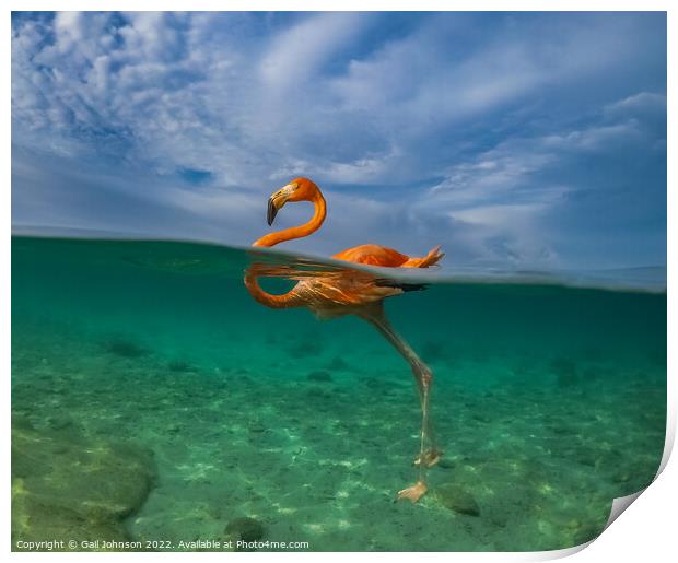 Flamingo  swimming i Print by Gail Johnson