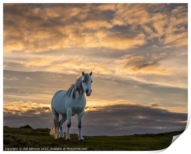 wild welsh pony in the sunset  Print by Gail Johnson