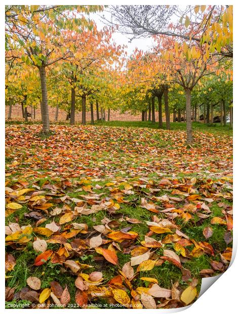 Autumn Trees  Print by Gail Johnson
