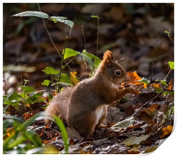 Red Squirrel  eating a nut Print by Gail Johnson