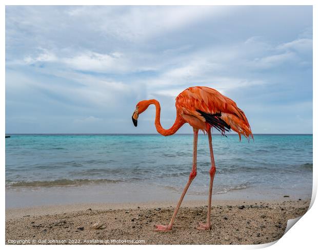 Bob the Flamingo after his swim Print by Gail Johnson