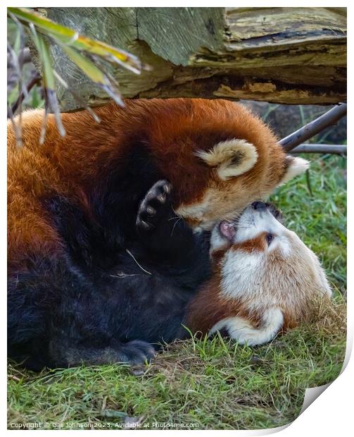 A red panda bear lying in the grass Print by Gail Johnson
