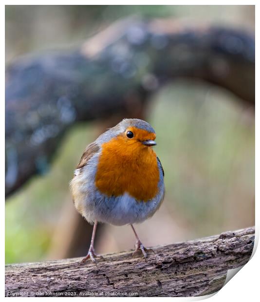 Robin Red breast bird around a feeder in the woods Print by Gail Johnson