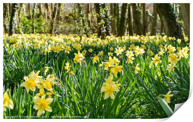 Srping daffodils at Penrhos Nature reserev, Anglesey, North Wale Print by Gail Johnson