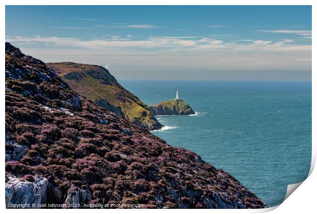 Views around Holyhead Breakwater park with the heather and gorse Print by Gail Johnson