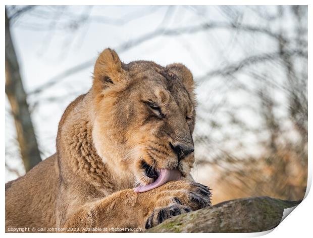 Asiatic Lions - Animals around a wildlife reserve Print by Gail Johnson