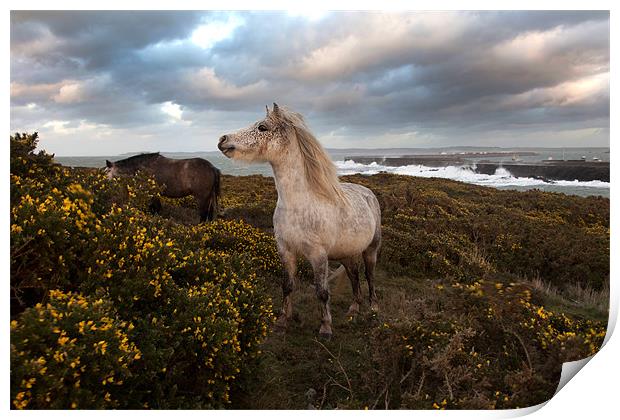 Wild Welsh Ponies Print by Gail Johnson