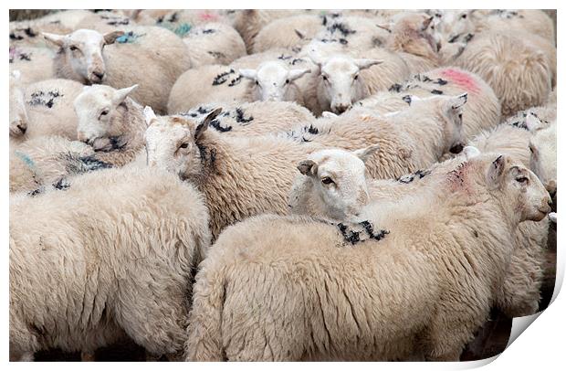 Welsh Mountain Sheep Print by Gail Johnson