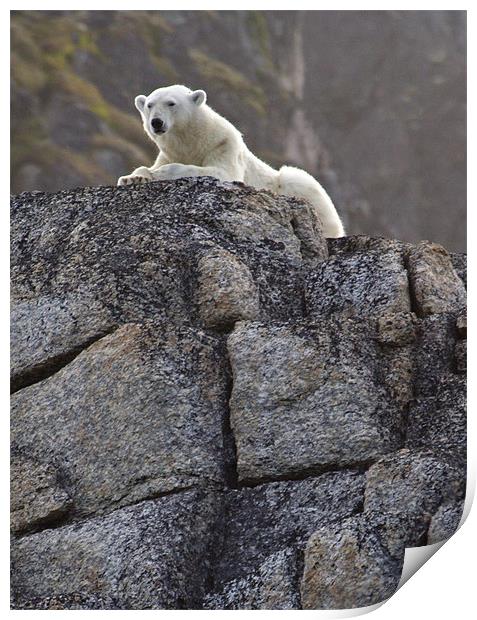 Polar Bear on rocks Print by Gail Johnson