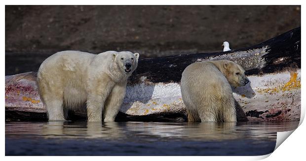 Polar Bears Print by Gail Johnson