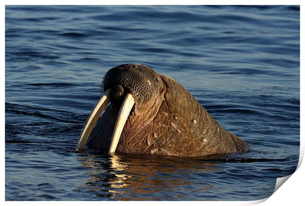 Walrus Print by Gail Johnson