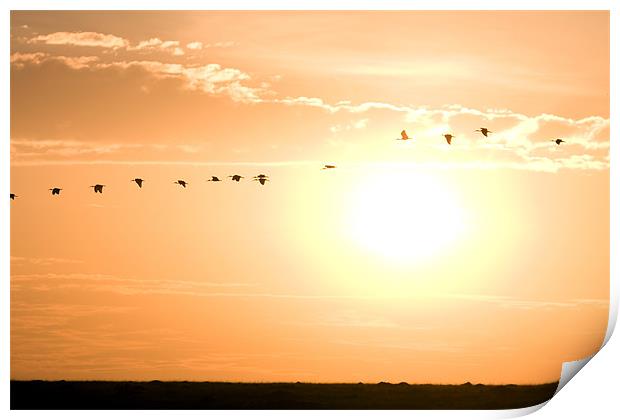 Birds flying Print by Gail Johnson