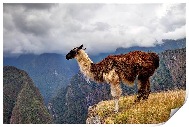 Alpaca at Machu Picchu Print by Gail Johnson