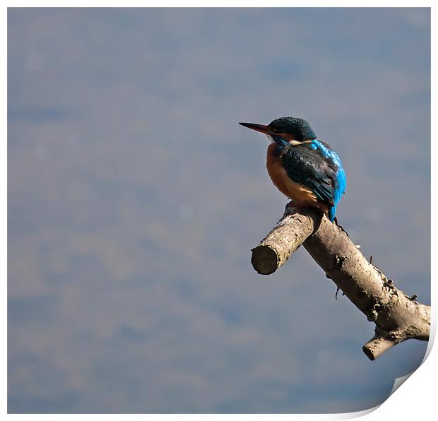 Kingfisher sitting on a tree branch Print by Gail Johnson